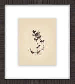 Sepia Botanical 2